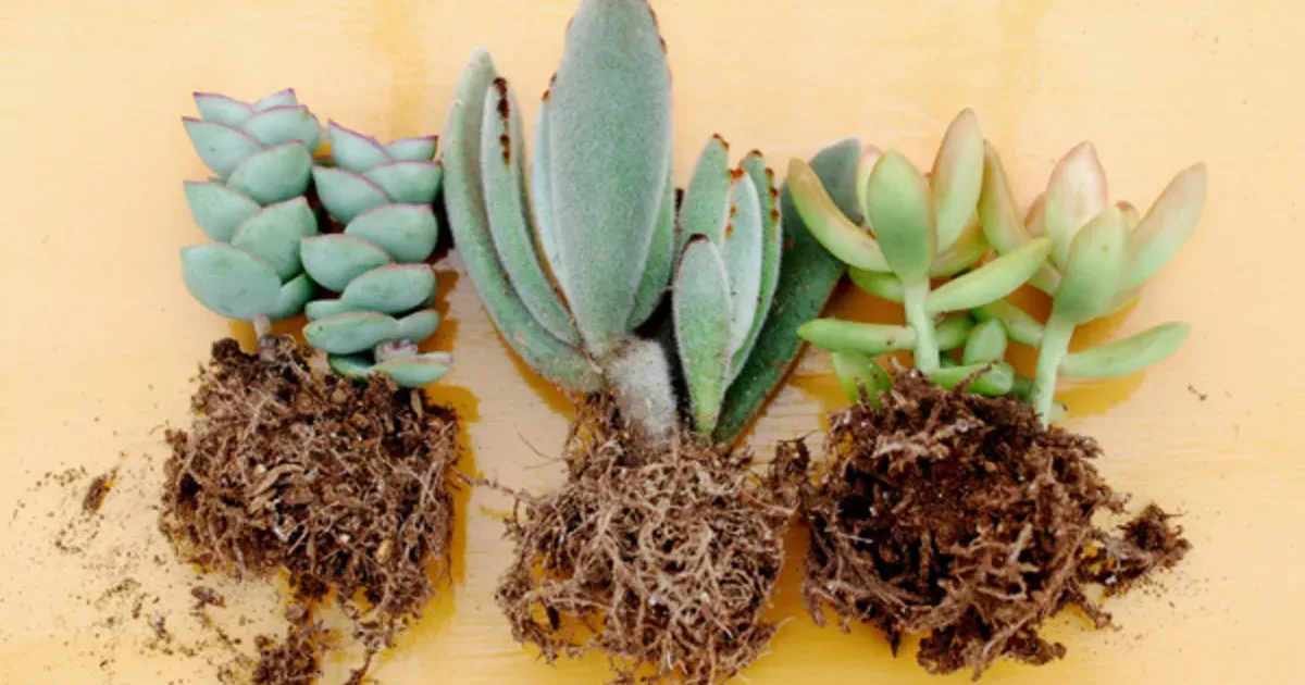 【決定版】多肉植物 植え替えのすべてが分かる！時期、土、根の処理、失敗しない絶対成功のコツを徹底解説